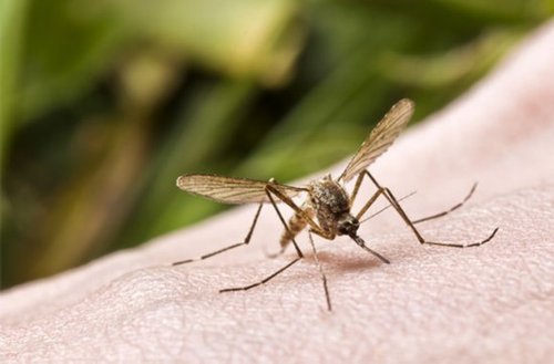 被蚊蟲叮咬後，除了花露水你還知道用什麼？