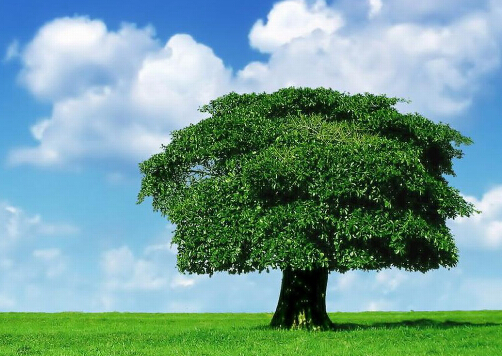 搖錢樹的風水學應用-搖錢樹的養殖方法