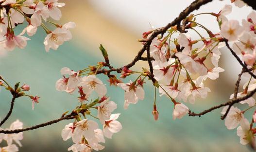 武漢大學來賞櫻花 讓青春放肆的飛揚！